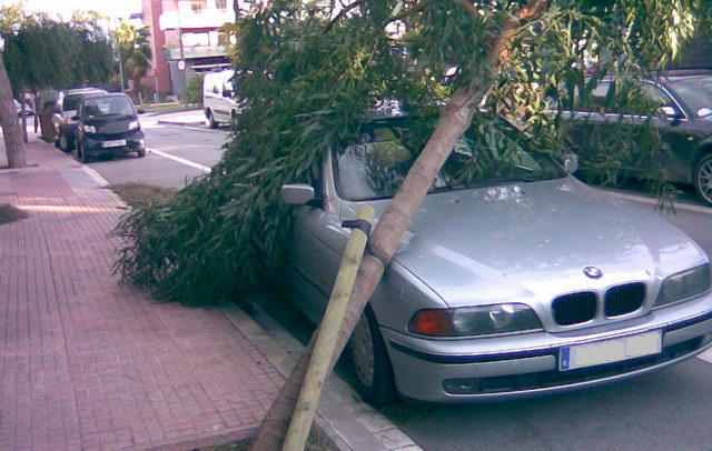 Árbol caído sobre un coche en la calle Cunit de Gavà Mar por un fuerte temporal de viento (24 de Enero de 2009)